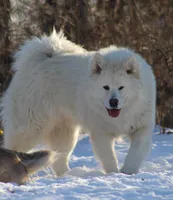 Quake, a female Alaskan Malamute for sale in Dixon, MO – Photo 6 of 10