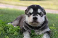 Quake, a female Alaskan Malamute for sale in Dixon, MO – Photo 4 of 10