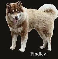 Quake, a female Alaskan Malamute for sale in Dixon, MO – Photo 9 of 10