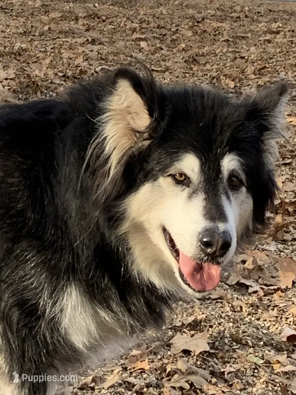 Lakita – Alaskan Malamute puppy for sale in Dixon, MO
