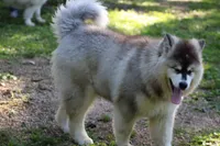 Sky , a female Alaskan Malamute for sale in Dixon, MO – 3 of 9