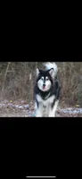 Lakita, a female Alaskan Malamute for sale in Dixon, MO – 2 of 3