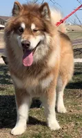 Kavina , a female Alaskan Malamute for sale in Dixon, MO – 7 of 10