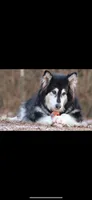 Kavina , a female Alaskan Malamute for sale in Dixon, MO – 8 of 10