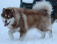 Kavina , a female Alaskan Malamute for sale in Dixon, MO – 9 of 10