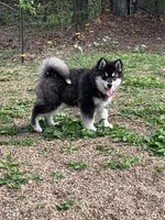 Kavina , a female Alaskan Malamute for sale in Dixon, MO – 5 of 10