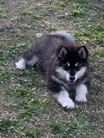 Kavina , a female Alaskan Malamute for sale in Dixon, MO – 2 of 10