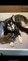 Kavina , a female Alaskan Malamute for sale in Dixon, MO – 10 of 10