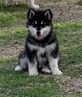 Kavina , a female Alaskan Malamute for sale in Dixon, MO – 6 of 10