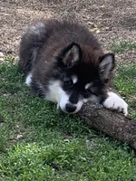 Kavina , a female Alaskan Malamute for sale in Dixon, MO – 4 of 10