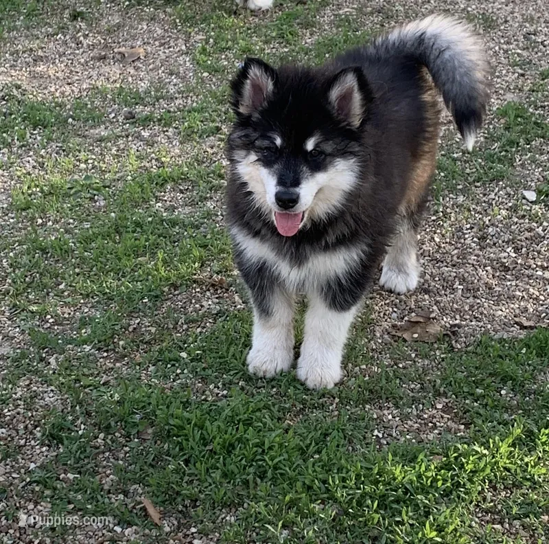 Kavina  – Alaskan Malamute puppy on hold in Dixon, MO