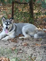 Sky , a female Alaskan Malamute for sale in Dixon, MO – 7 of 9
