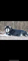Lakita, a female Alaskan Malamute for sale in Dixon, MO – 3 of 3