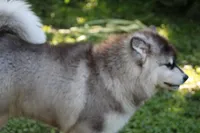 Sky , a female Alaskan Malamute for sale in Dixon, MO – 2 of 9