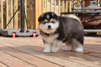 Nakita, a female Alaskan Malamute for sale in Dixon, MO – Photo 8 of 8