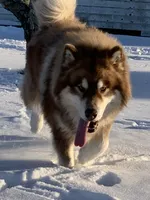 Nakita, a female Alaskan Malamute for sale in Dixon, MO – Photo 3 of 8