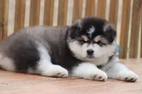 Nakita, a female Alaskan Malamute for sale in Dixon, MO – Photo 4 of 8