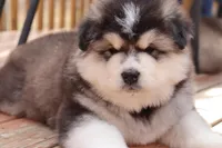 Nakita, a female Alaskan Malamute for sale in Dixon, MO – Photo 6 of 8