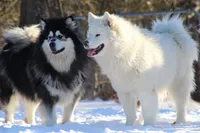 Nakita, a female Alaskan Malamute for sale in Dixon, MO – Photo 1 of 8