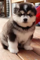 Nakita, a female Alaskan Malamute for sale in Dixon, MO – Photo 7 of 8