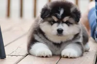 Nakita, a female Alaskan Malamute for sale in Dixon, MO – Photo 2 of 8