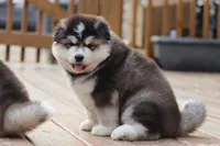 Nakita, a female Alaskan Malamute for sale in Dixon, MO – Photo 5 of 8