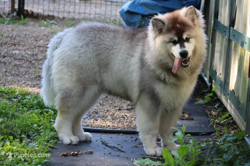 Sky  – Alaskan Malamute puppy for sale in Dixon, MO
