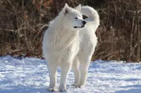 Sikkoo, a female Alaskan Malamute for sale in Dixon, MO – Photo 1 of 2