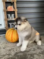 Sikkoo, a female Alaskan Malamute for sale in Dixon, MO – Photo 2 of 2