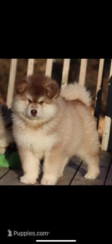 Nala, a  Alaskan Malamute for sale in Dixon, MO – Photo 1 of 5