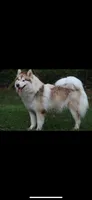 Nala, a  Alaskan Malamute for sale in Dixon, MO – Photo 2 of 5