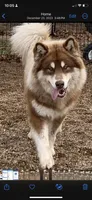 Nala, a  Alaskan Malamute for sale in Dixon, MO – Photo 5 of 5