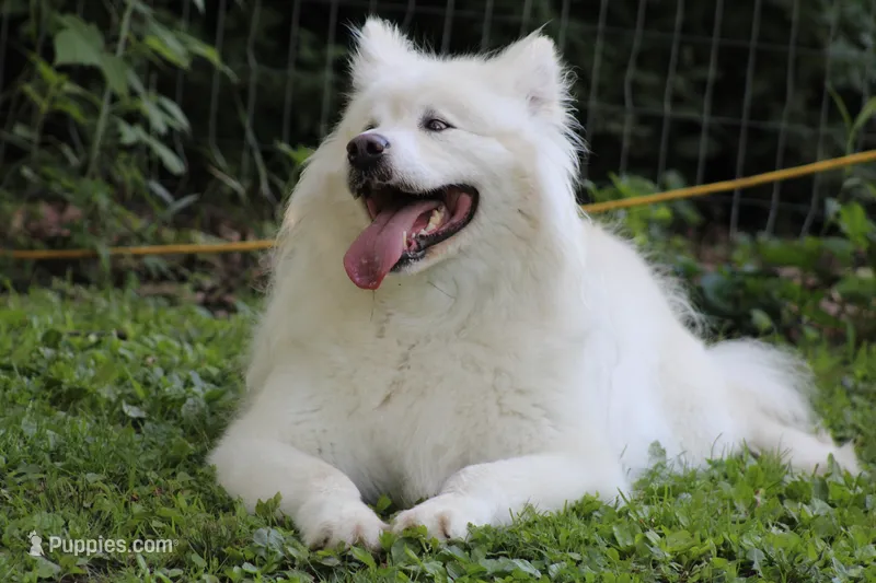 Sitka  – Alaskan Malamute puppy for sale in Dixon, MO