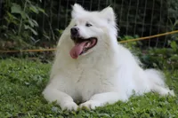 Sitka , a female Alaskan Malamute for sale in Dixon, MO – 1 of 5