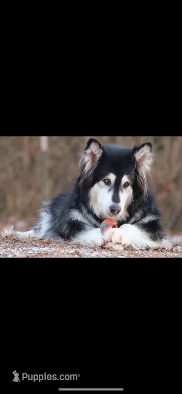 Lakita, a female Alaskan Malamute for sale in Dixon, MO – 1 of 3