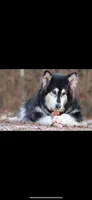 Lakita, a female Alaskan Malamute for sale in Dixon, MO – 1 of 3