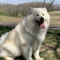 new litter, a female Alaskan Malamute for sale in Dixon, MO – Photo 4 of 6