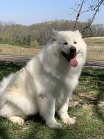 new litter, a female Alaskan Malamute for sale in Dixon, MO – Photo 4 of 6