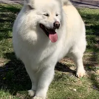 new litter, a female Alaskan Malamute for sale in Dixon, MO – Photo 3 of 6