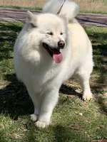 new litter, a female Alaskan Malamute for sale in Dixon, MO – Photo 3 of 6