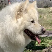 new litter, a female Alaskan Malamute for sale in Dixon, MO – Photo 2 of 6