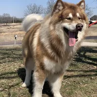 new litter, a female Alaskan Malamute for sale in Dixon, MO – Photo 6 of 6