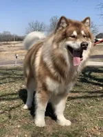 new litter, a female Alaskan Malamute for sale in Dixon, MO – Photo 6 of 6
