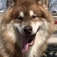 new litter, a female Alaskan Malamute for sale in Dixon, MO – Photo 5 of 6