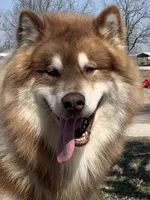 new litter, a female Alaskan Malamute for sale in Dixon, MO – Photo 5 of 6