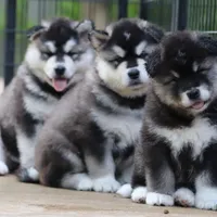 new litter, a female Alaskan Malamute for sale in Dixon, MO – Photo 1 of 6
