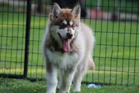 Upcoming litter 2026, a  Alaskan Malamute for sale in Dixon, MO – Photo 5 of 9