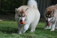 Upcoming litter 2026, a  Alaskan Malamute for sale in Dixon, MO – Photo 6 of 9