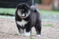 Upcoming litter 2026, a  Alaskan Malamute for sale in Dixon, MO – Photo 7 of 9