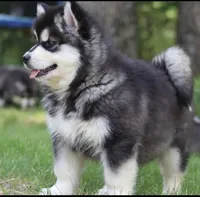 Upcoming litter 2026, a  Alaskan Malamute for sale in Dixon, MO – Photo 1 of 9